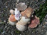 Some shells